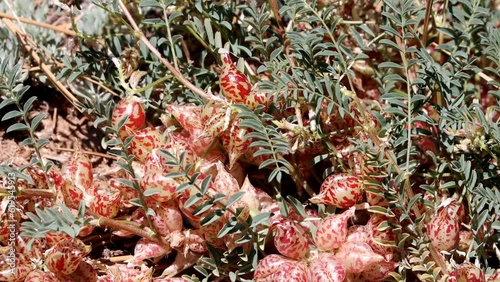 Big Bear Milkvetch, Astragalus Lentiginosus Variety Sierrae, a native perennial monoclinous herb displaying beaked ovate leguminous pod fruit during springtime in the San Bernardino Mountains. photo
