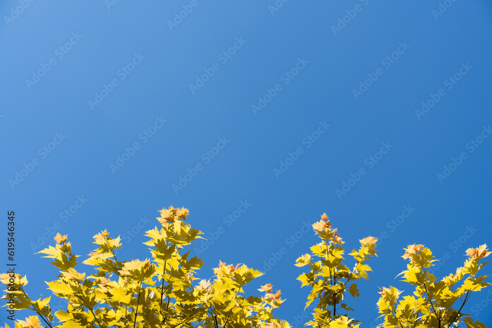Colorful autumn leaves against blue sky. High quality photo Colorful autumn leaves against blue sky. High quality photo