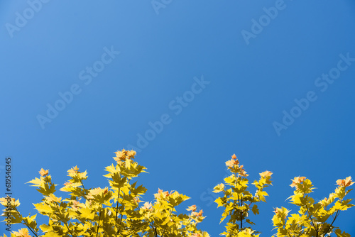 Colorful autumn leaves against blue sky. High quality photo
