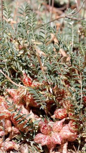 Big Bear Milkvetch, Astragalus Lentiginosus Variety Sierrae, a native perennial monoclinous herb displaying beaked ovate leguminous pod fruit during springtime in the San Bernardino Mountains. photo
