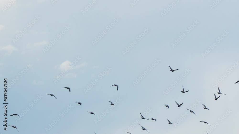 pigeons soaring in the sky blue sky and white clouds pigeons soaring in the sky blue sky and white clouds