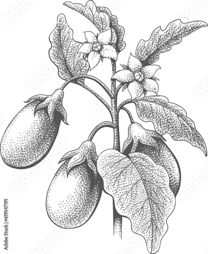 Eggplant etching painting