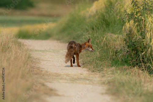 Red fox in german field