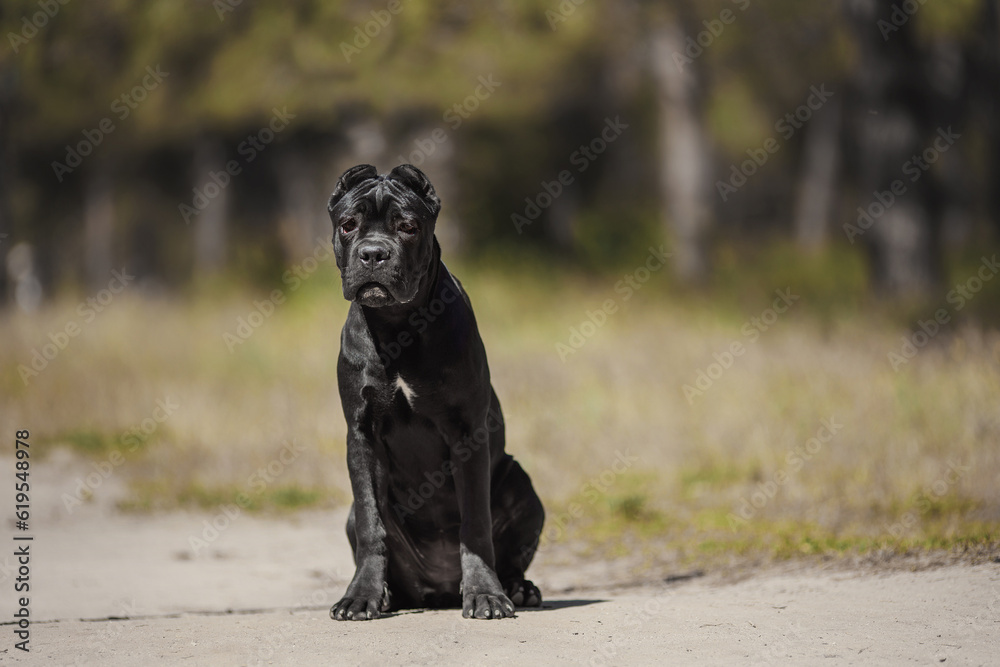 Fototapeta premium Cane corso italiano puppy in the Park on the green lawn
