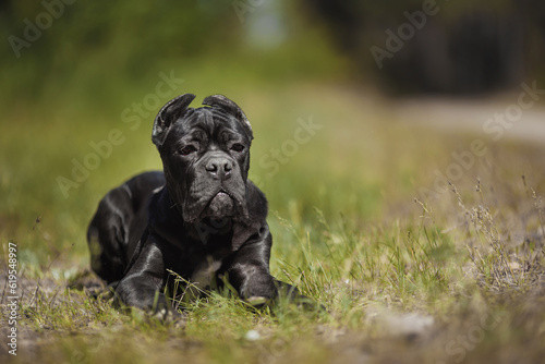 Cane corso italiano puppy in the Park on the green lawn