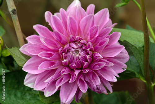  Lavender Perfection  a dinnerplate Dahlia.