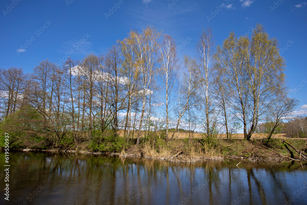 trees on the bank of lake