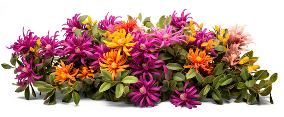 bush of flowers on transparent background, png