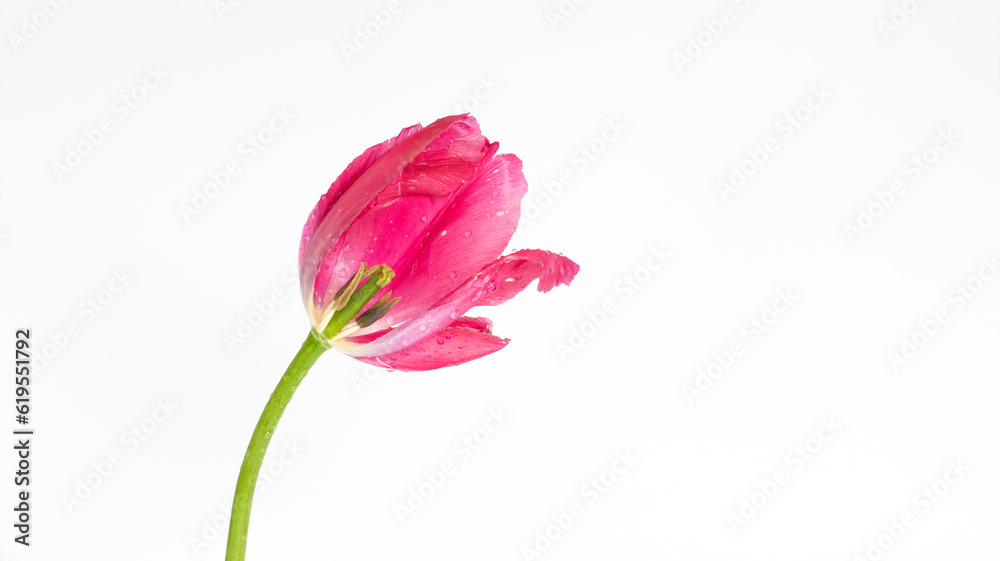 Fototapeta premium Tulpe / weißer Hintergrund