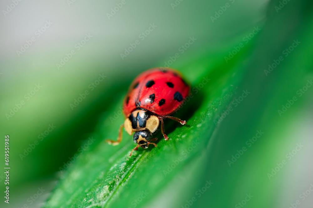 red ladybug on a green leaf in the grass, close-up blurred red ladybug on a green leaf in the grass, close-up blurred