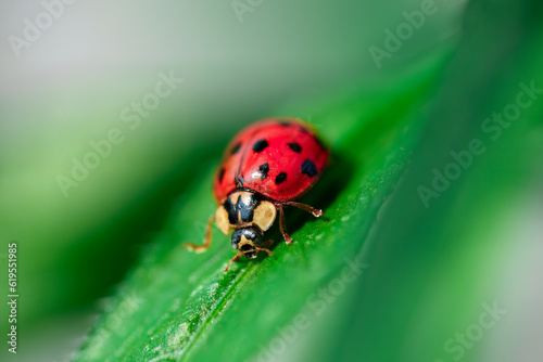 red ladybug on a green leaf in the grass, close-up blurred © AdobeTim82
