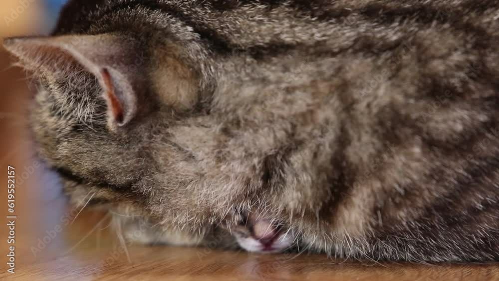 The cat has just given birth to kittens. The cat and her newborn kittens.
The cat has just given birth to kittens. The cat and her newborn kittens.