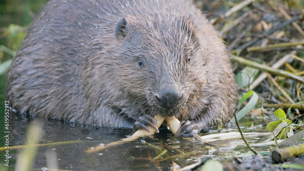 Eurasian beaver wild animal Castor fiber Eurasian beaver wild animal Castor fiber