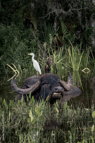 Water Buffalo Swimming