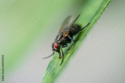 The Lucilia fly is a genus of blow flies, in the family Calliphoridae on a green leaf © AdobeTim82