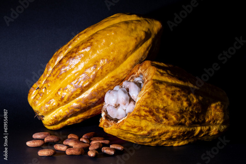 Fine aroma arriba nacional cacao (Theobroma cacao) fruit with pulp and roasted cacao beans, Ecuador, South America.