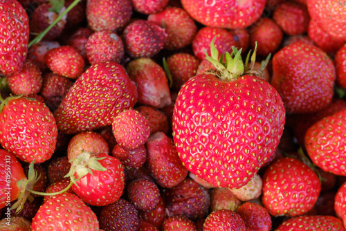 fresh scattered juicy ripe red strawberries close-up