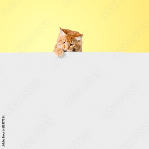 Funny cute kitten with blank white card