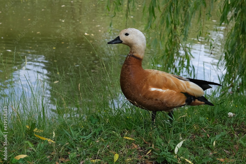 duck on the lake duck on the lake