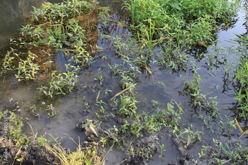 A close-up of a muddy area with plants