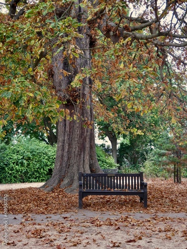 West London Leafy Autumnal Park with Bench 