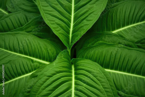 Organic Leaf Growth Patterns. Generative AI