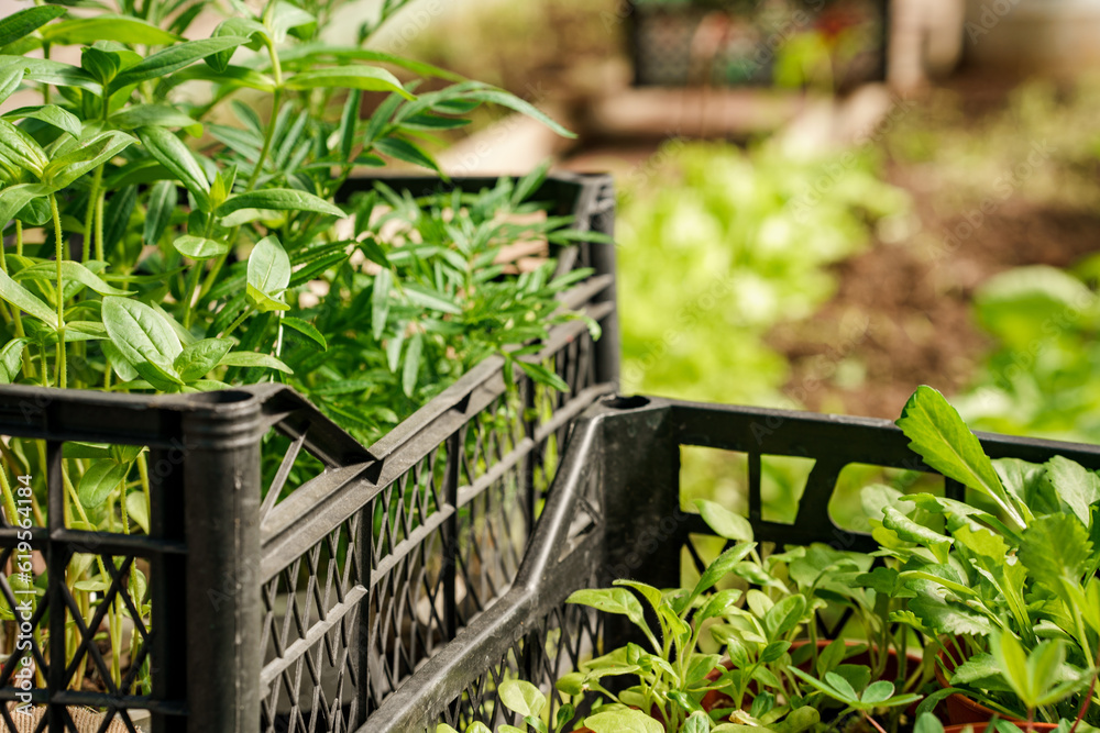 Small seedlings in separate pots are waiting for transplanting in the ground Small seedlings in separate pots are waiting for transplanting in the ground