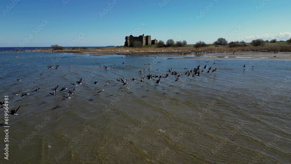 Flying flock of the birds over the ocean. Migrating common crane. Abandoned castle on the background. Epic drone flight behind and between wild sea birds, pelicans and seagulls above ocean waves