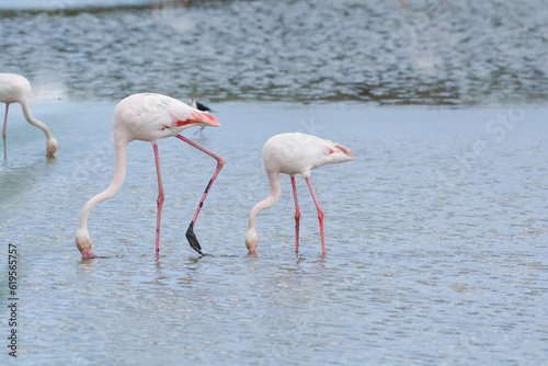 flamand rose - Camargue - France © JAN KASZUBA