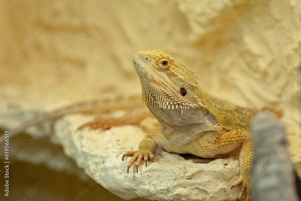 A Bearded dragon closeup in a terrarium in Jena A Bearded dragon closeup in a terrarium in Jena