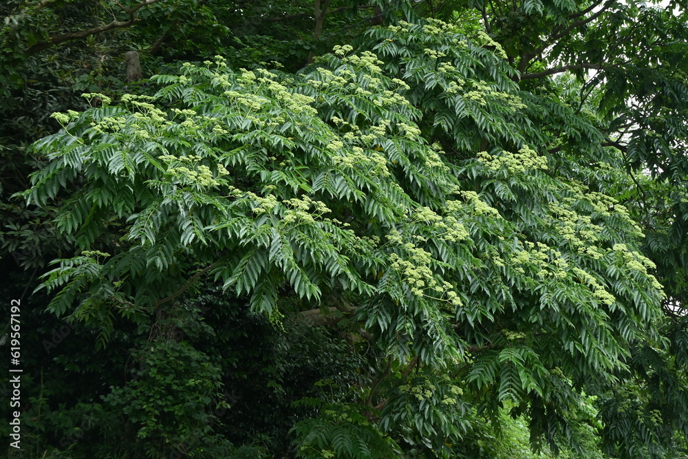Japanese prickly ash ( Zanthoxylum ailanthoides ) tree. Rutaceae Dioecious deciduous tree. There are sharp thorns on the branches, and swallowtail butterflies come to suck the sap. Japanese prickly ash ( Zanthoxylum ailanthoides ) tree. Rutaceae Dioecious deciduous tree. There are sharp thorns on the branches, and swallowtail butterflies come to suck the sap.