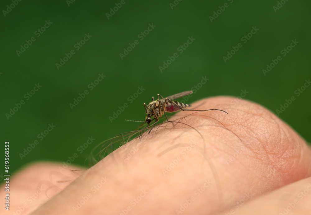 A mosquito sucks blood from a finger.The mosquito is the distributor of West Nile fever. Infection through an insect bite. A mosquito sucks blood from a finger.The mosquito is the distributor of West Nile fever. Infection through an insect bite.
