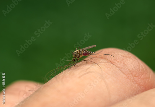 A mosquito sucks blood from a finger.The mosquito is the distributor of West Nile fever. Infection through an insect bite.