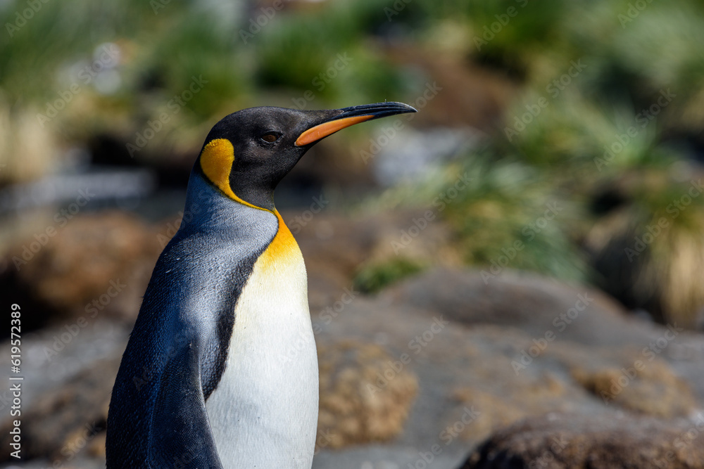 Fototapeta premium Single King Penguin on South Georgia Island (Aptenodytes patagonicus)