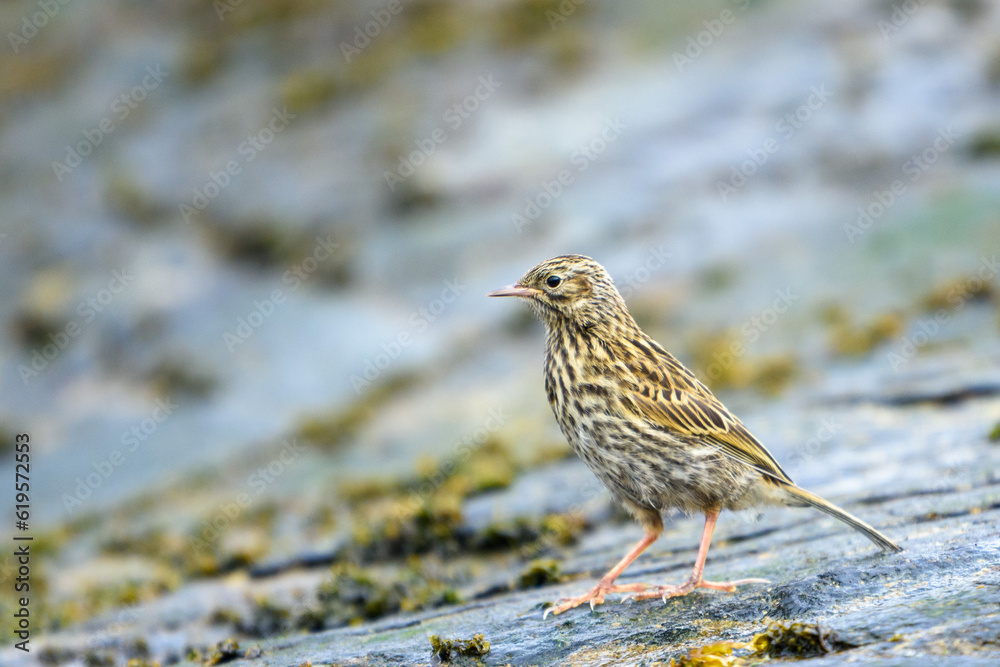 South Georgia Pipit stands on a rocky shore on South Georgia Island stock South Georgia Pipit stands on a rocky shore on South Georgia Island stock