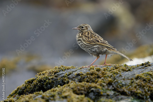 South Georgia Pipit stands on a rocky shore on South Georgia Island stock