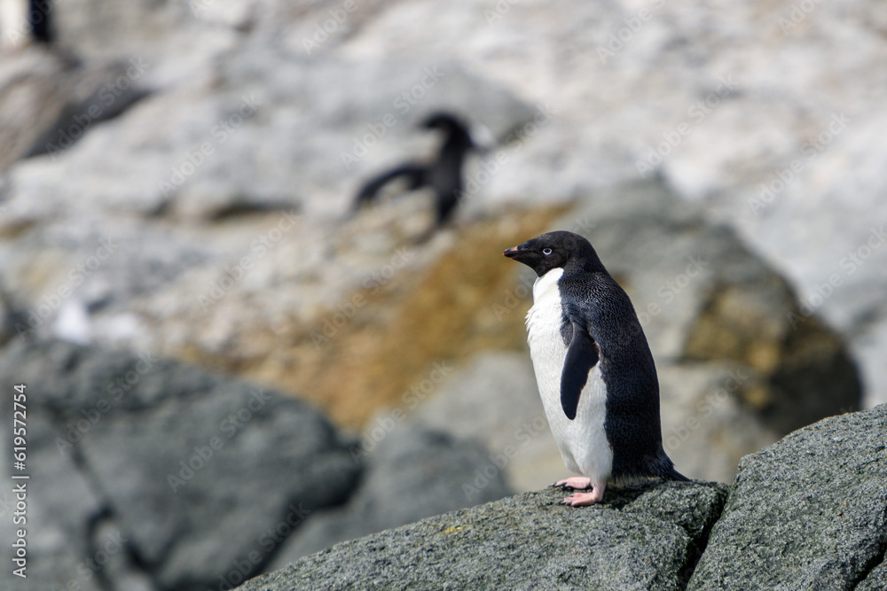 Fototapeta premium Adelie penguin standing alone in the sun