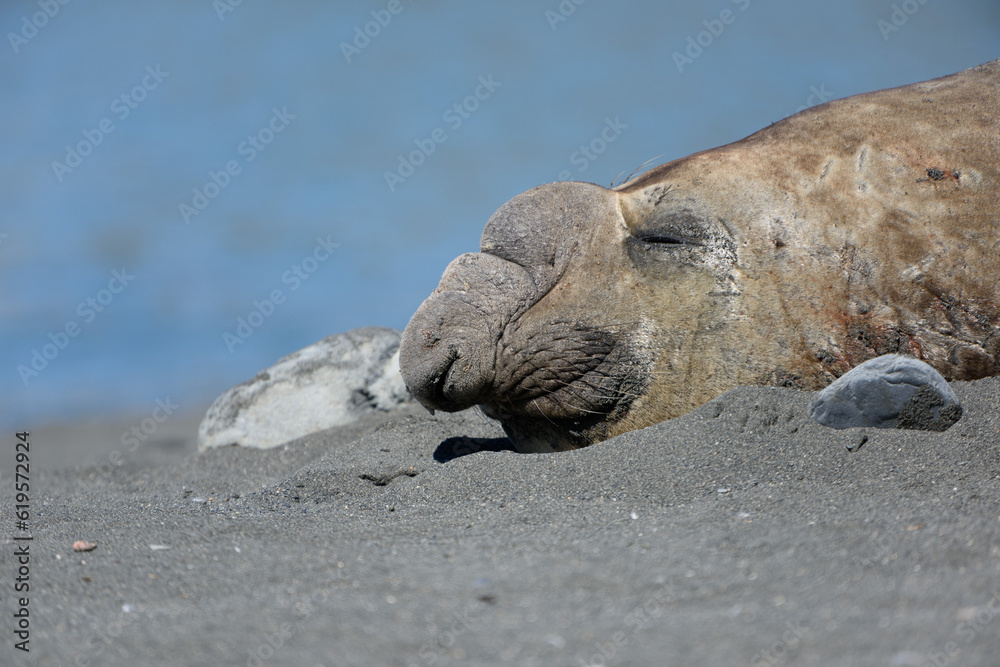 Fototapeta premium Elephant Seals lying on the beach on South Georgia Island