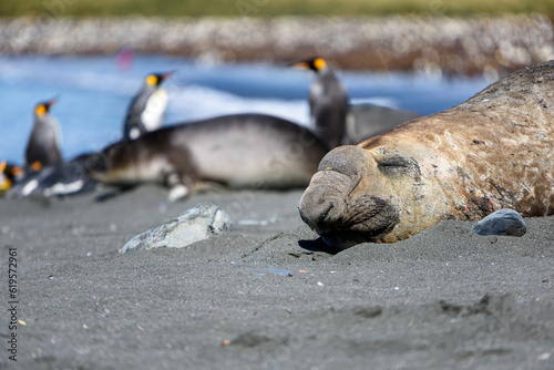 Elephant Seals and King penguins  Aptenodytes patagonicus 