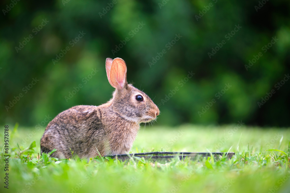 Grey small hare eating grass on summer field. Wild rabbit in nature Grey small hare eating grass on summer field. Wild rabbit in nature