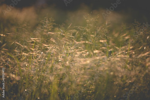 Wild flowers on the field © erika8213