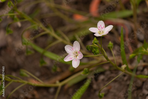 These beautiful Virginia springbeauty flowers were growing in the woods when I took this picture. I love the pink looking petals with the strands in the center that stretch out.