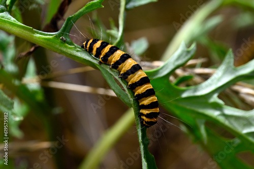 Caterpillar of the Cinnabar moth // Raupe des Jakobskrautbär (Tyria jacobaeae) photo