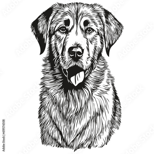 Anatolian Shepherd dog pet silhouette, animal line illustration hand drawn black and white vector