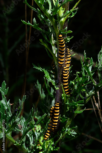 Caterpillar of the Cinnabar moth // Raupe des Jakobskrautbär (Tyria jacobaeae) © bennytrapp
