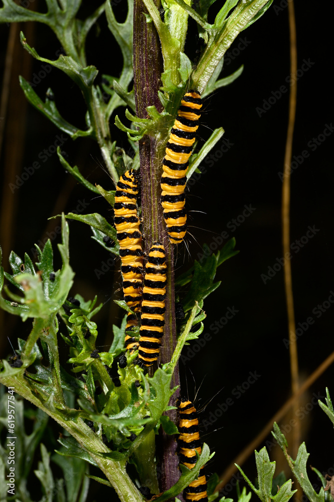 Caterpillar of the Cinnabar moth // Raupe des Jakobskrautbär (Tyria jacobaeae) Caterpillar of the Cinnabar moth // Raupe des Jakobskrautbär (Tyria jacobaeae)