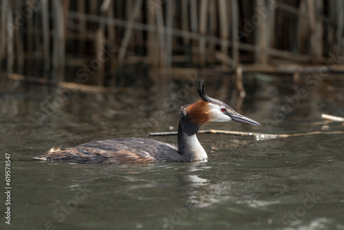 grebe bird in the water swimming photo