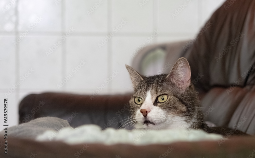 A cute rescued cat kitten closeup in jena germany indoor A cute rescued cat kitten closeup in jena germany indoor