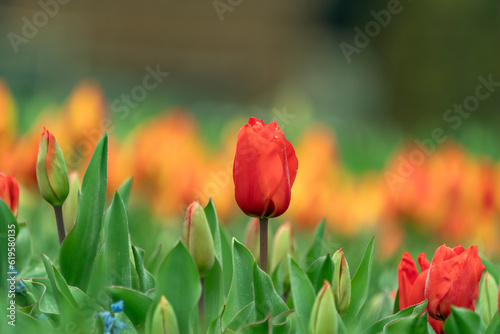 Spring coloful tulip bulb flower field isolated