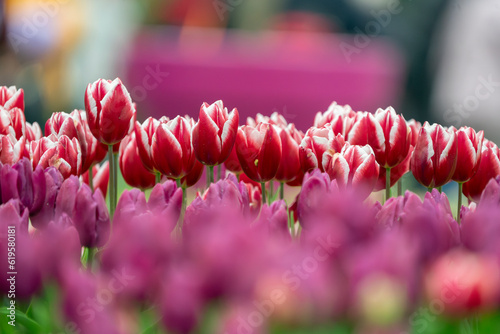 Tulip Fields in the Netherlands